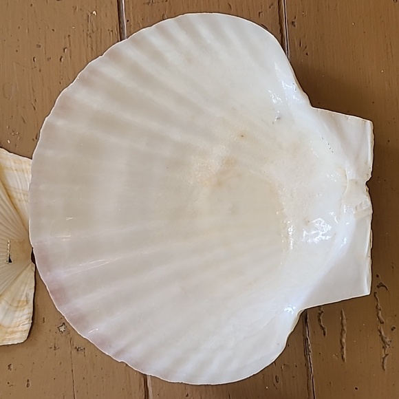 Large Scalloped Clam Shells Made in Japan - Picture 5 of 16